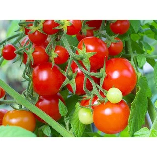 เมล็ดพันธุ์ มะเขือเทศ เชอรี่สวีทตี้ Sweetie Cherry Tomato Seed 50 เมล็ด คุณภาพดี ของแท้ 100%