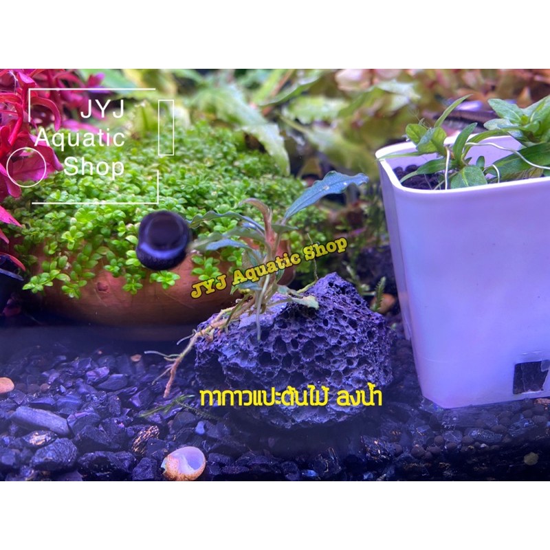 กาวติดไม้น้ำ สูตรพิเศษ ไม่เป็นอันตรายต่อสัตว์น้ำ โปรคุ้มๆ 5 หลอดแถม 1หลอด