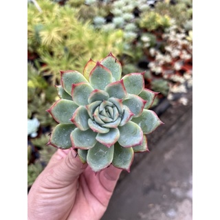 Echeveria กุหลาบหิน ^o^