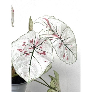 ต้นบอนสี สตอเบอรี่สตาร์ (Caladium) Size ใหญ่ๆ