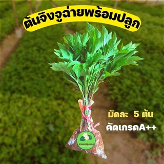 จิงจู่ฉ่ายพร้อมปลูก ต้นจิงจูฉ่าย พร้อมทานใบ รากแน่น มัดละ69 บาท