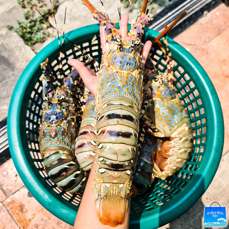 กุ้งมังกร7สี ตัวละ 7ขีด จากทะเลอันดามัน