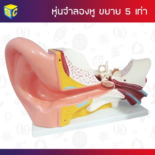 หุ่นจำลองหูมนุษย์ ขยาย 5 เท่า Ear Model