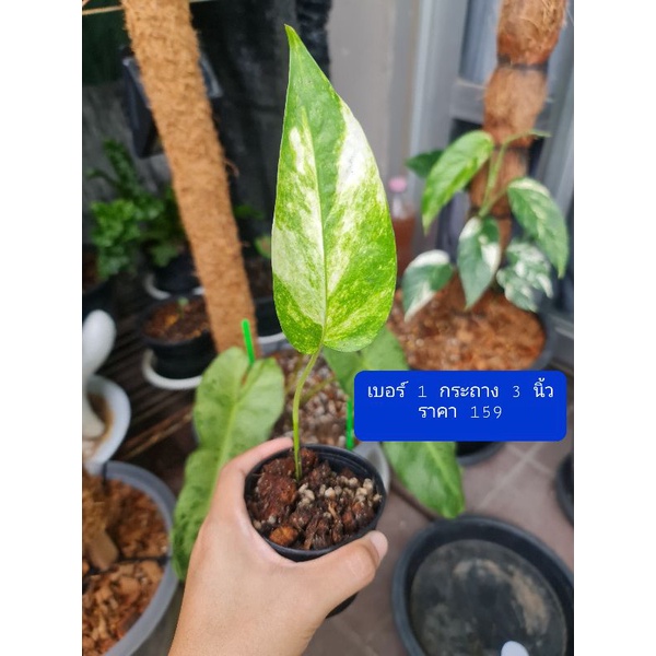 Epipremnum Pinnatum Yellow Variegateg No.2 🌱อิพิด่างเหลือง เบอร์ 2🌱