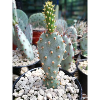 opuntia basilaris var brachyclada Bigdot ขนาด 5นิ้ว