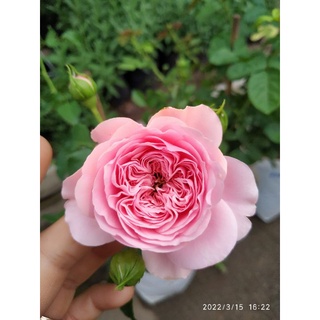 กุหลาบ​ ฟีเยอร์ (filer rose)​
