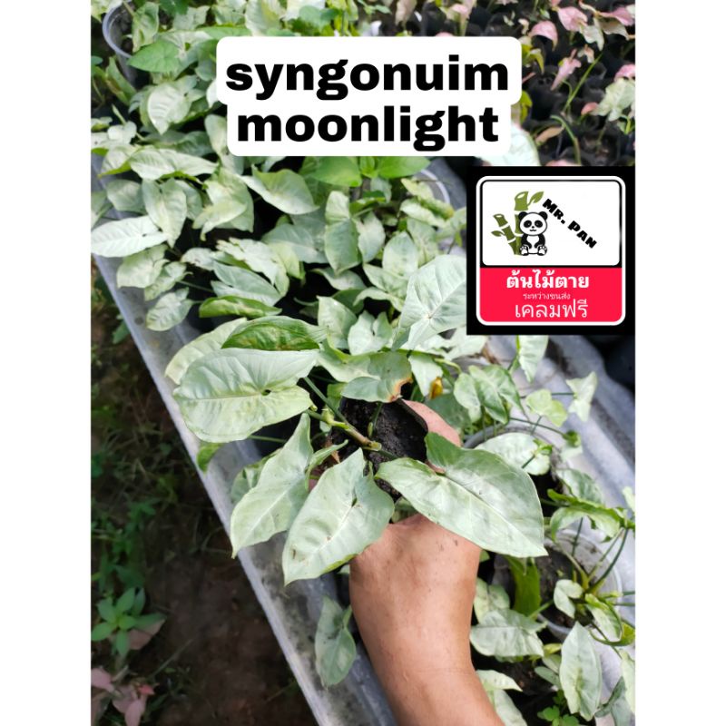 syngonium moonlight  ออม เเสงจันทร์ ตายเคลมฟรี ตระกูลเดียวกับ ออมมิ้ว ออมชมพู ออมเงิน syngonuim
