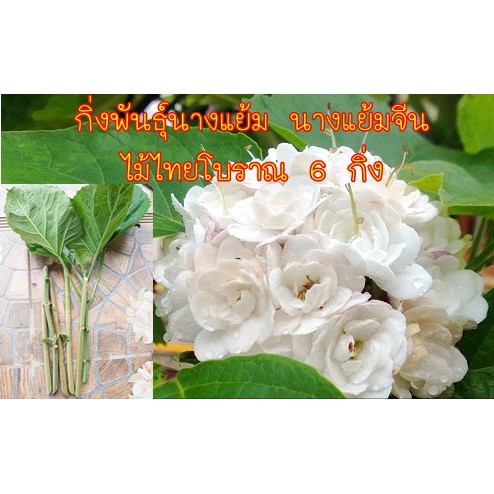 กิ่งพันธุ์นางแย้ม นางแย้มไทย ไม้ไทยโบราณ จัดเป็นไม้ดอกไม้ประดับที่นิยมปลูกเพื่อการชมดอก 6 กิ่ง