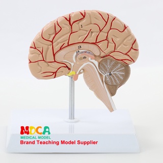 Human Anatomy Model มนุษย์1:1กายวิภาคของหลอดเลือดสมองซีกขวาแบบจำลองสมองของมนุษย์การสอนทางการแพทย์ MDN007 U50A