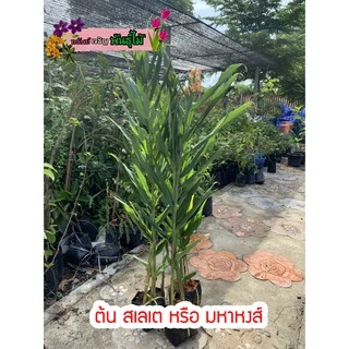 ต้นสเลเตหรือมหาหงส์ 1 ถุงมี3-8ต้น สีขาวสีส้มสีเหลืองสีขาวใส้เหลือง ส่งเป็นต้น พร้อมออกดอกแล้ว พร้อมส่ง