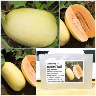 เมล็ดพันธุ์ เมล่อนไลลี่ (Lily Melon F1 Melon Seed) บรรจุ 10 เมล็ด คุณภาพดี ราคาถูก ของแท้ 100%