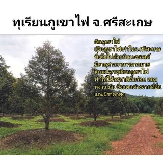 ดินผสมพร้อมปลูก ดินภูเขาไฟศรีสะเกษ สูตรพรีเมียม ขนาด 1kg | NT FARM
