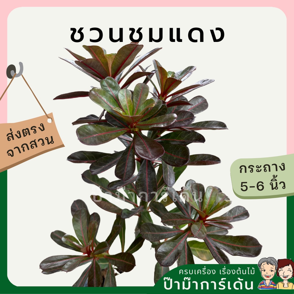 มุมมอง 2