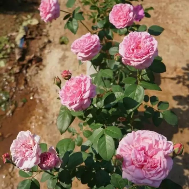 10 เมล็ดพันธุ์ กุหลาบ พันธุ์ Bishop's Castle Rose Seeds
