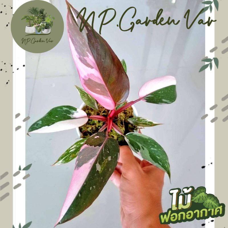 Philodendron​ Pink Princess  ☘️💗คัดด่างชมพูทุกต้น ลายเทพ⚡️Size S⚡️