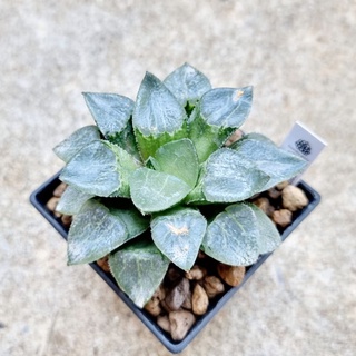 พร้อมส่ง!!ฮาโวเทีย Haworthia correcta hybridTyou Kuriamado (Quartz) จัดส่งแบบล้างราก