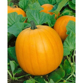 เมล็ด ฟักทองฮาโลวีน พันธุ์แจ๊ค - JACK O LANTERN PUMPKIN