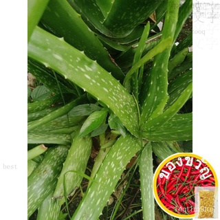 ALOE VERA LIVE PLANT木瓜/上衣/园艺/头饰/苹果/通心菜/seeds/鲜花/芹菜/生菜//กุหลาบ GQYU