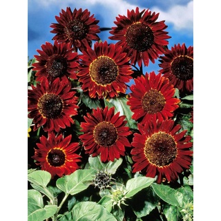 เมล็ดพันธุ์ ดอกทานตะวัน สีแดง helianthus annuus sunflower red sun 20 เมล็ด เมล็ดพันธุ์นำเข้าจาก ยุโรป อัตราการงอก 90 %