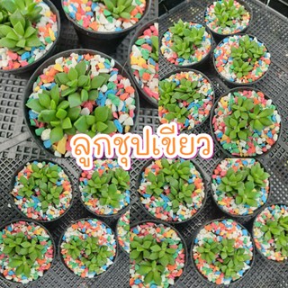 ลูกชุปเขียว กุหลาบหินใบอวบ กุหลาบหิน succulent🌷🌿พร้อมส่ง