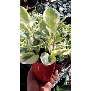 เปเปอร์โรเมียใบด่าง Peperomia obtusifolia ต้นดึงดูดเงิน ทำธุรกิจเจริญรุ่งเรือง กระถาง 4 นิ้ว  199 บาท