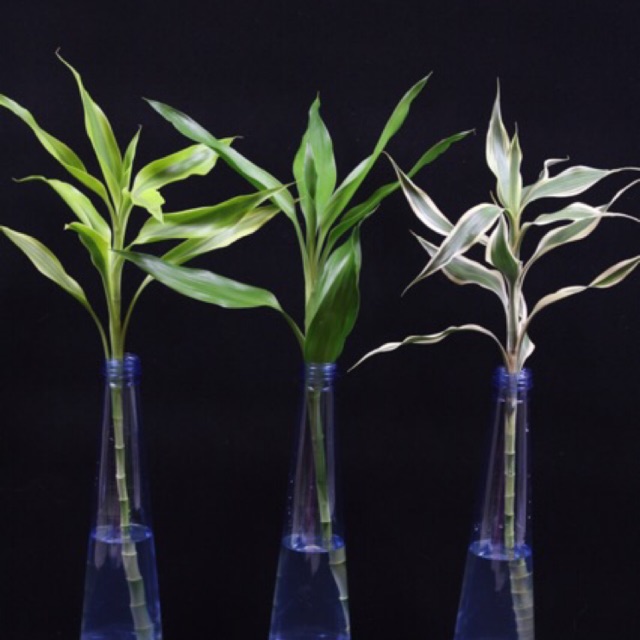 กวนอิม สูง50เซนติเมตร ไผ่กวนอิม ต้นตรง ต้นไม้ฟอกอากาศ ต้นไม้มงคลต