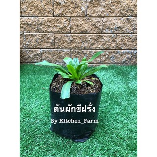 ผักชีฝรั่ง ผักสวนครัว ต้นละ 35 บาท 3 ต้น 100 บาท (คละได้)