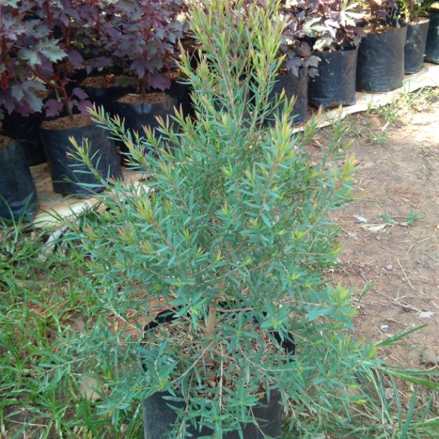 สนหอมแอฟริกายอดแดงไล่ยุง