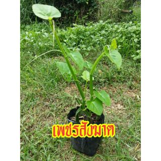 🌱ต้นเพชรสังฆาต 🌱สมุนไพรแก้โรคกระดูก🌱 ริดสีดวง🌱