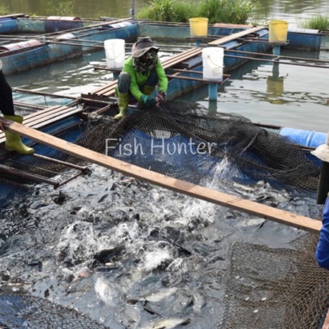 กระชังเลี้ยงปลา (อวนดำหนา 1.8มิล) ขนาด 3เซน รูปที่ 4