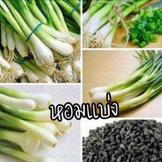 เมล็ดพันธุ์หอมแบ่งพันธุ์ดก