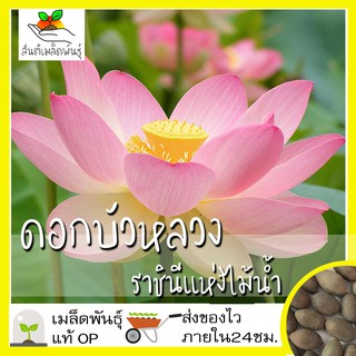 เมล็ดพันธุ์ ดอก บัวหลวง บัวหลวงสีชมพู 10 เมล็ด Lotus เมล็ดพันธุ์แท้ นำเข้าจากต่างประเทศ ปลูกผัก สวนครัว ถูกดี เพาะง่าย