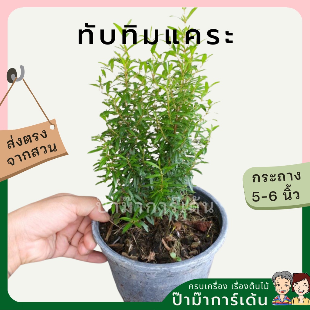 มุมมอง 6