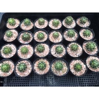 แมมขนนกเหลือง (Mammillaria schiedeana) กระบองเพชร แคคตัส อยู่ในกระถาง 2 นิ้วค่ะ