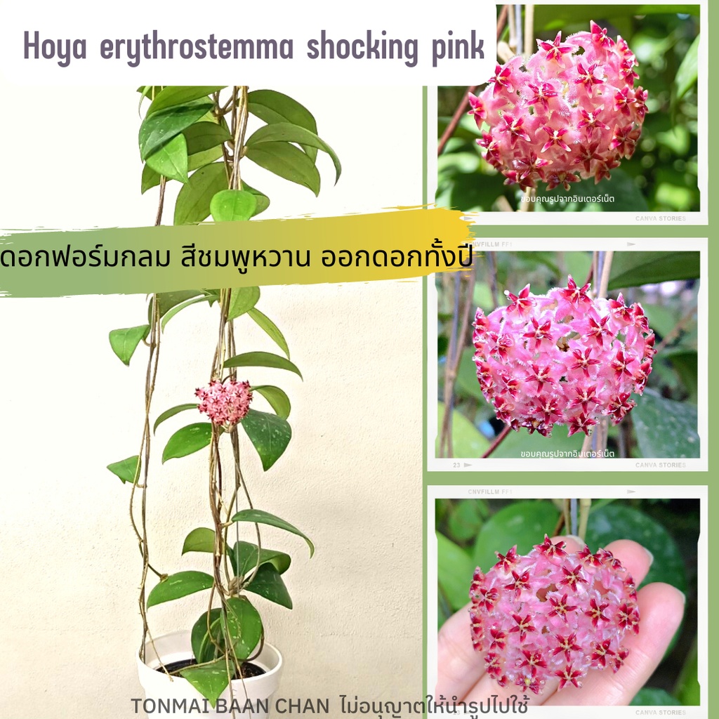 Hoya Erythrostemma Shocking Pink โฮย่าดอกสีชมพูหวาน ไม้แขวนประดับ ไม้เลื้อย ส่งต้นติดดอก