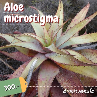 Aloe microstigma อะโลไมโครสติกม่า#ไม้เพาะเมล็ด #aloemicrostigma