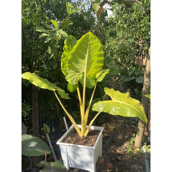 บอนกระดาดทองพร้อมกระถาง 9,500 บาทส่งฟรี