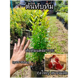 ต้นทับทิม ทับทิมแดงมารวย ถุงใหญ่พร้อมปลูก เพาะเมล็ด (สูง25-35ซม.)