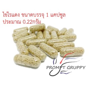 ไข่ไรแดง มาโคร (Moina Macrocopa) 🦐 ในแคปซูลใหญ่เบอร์1 🚚 ส่งฟรีส่งทุกวันอาหารปลาสำหรับลูกปลาแรกเกิด