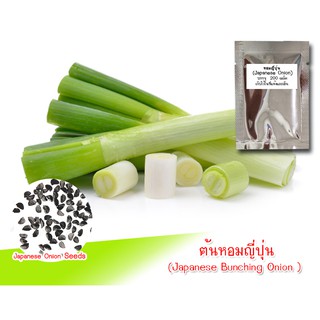 เมล็ดพันธุ์ต้นหอมญี่ปุ่น (Bunching onion) 100-200 เมล็ด  เมล็ดพันธุ์หอมญี่ปุ่น หอมญี่ปุ่น ปลูกผัก ปลูกต้นหอมญี่ปุ่น