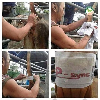 P-sync เทปพันหาเร่งการเป็นสัด ที่พันหางเร่งการเป็นสัด ชุดเหนียวนำการเป็นสัดแบบพลาสเตอร์ แผ่นเหนี่ยวนำแบบพันหาง