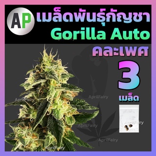 เมล็ดพันธุ์กัญชา Gorilla Glue Auto กอลิล่า ออโต้ / โฟโต้ เมล็ดสายพันธุ์แท้ คัดเพศเมีย แก่จัด90% อัตราการงอกสูง