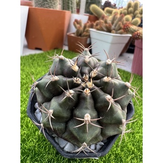 ยิมโนคาไลเซียม Gymno (สวนPeacock Cactus)