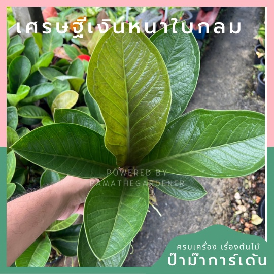 เศรษฐีเงินหนา ใบกลม ส่งพร้อมกระถาง