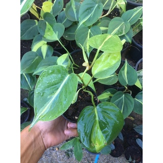 Philodendron hederaceum cream splash พลูบราซิลด่าง - ส่งทั้งกระถาง กระถาง 3-5นิ้ว