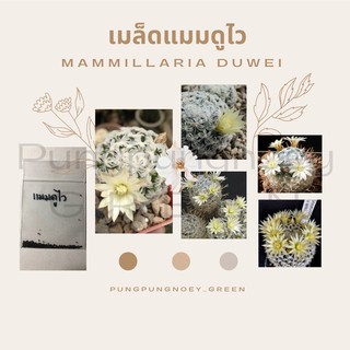 เมล็ดกระบองเพชร เมล็ดแคคตัส เมล็ดแมมดูไว 20 เมล็ด