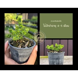 ม่วงเจริญใบเล็ก/หลินซานใบเล็ก [Linh Sam]💜 กระถาง3” บอนไซจิ๋ว ตัวใบเล็กสุด