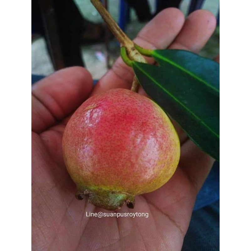 ต้นชมพู่​น้ำดอกไม้สีแดง