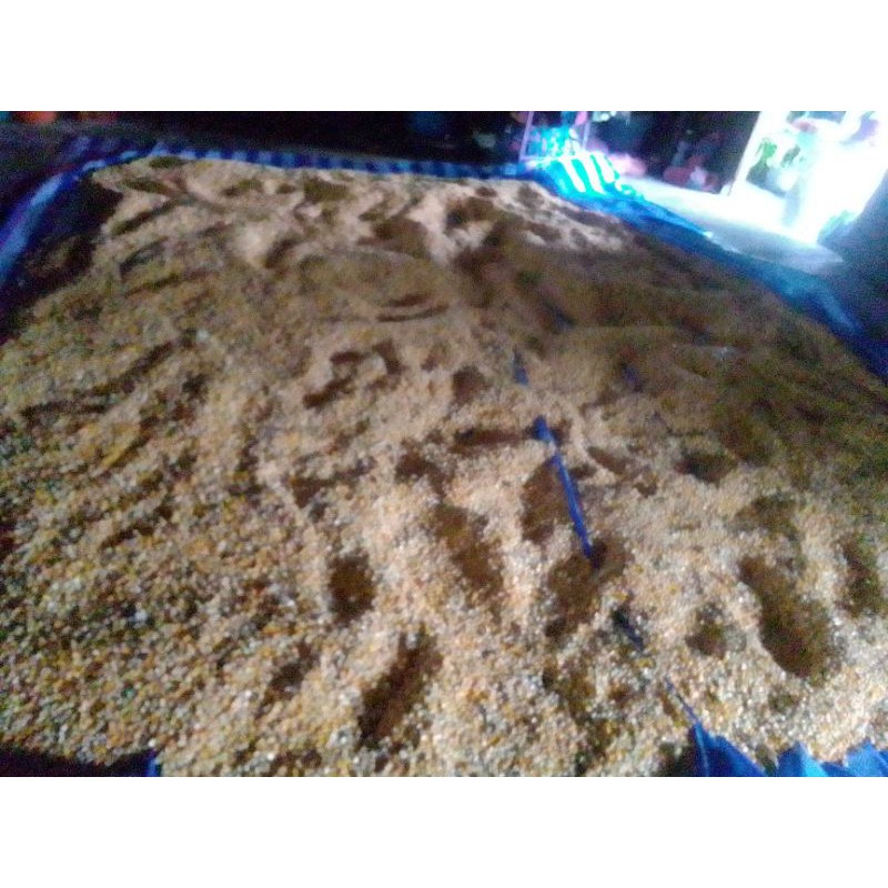 เมล็ดพันธุ์ข้าวโพดเลี้ยงสัตว์เอาไปปลูกเพื่อตัดต้นไปให้สัตว์กินก.กละ50บาท - รูปที่ 2