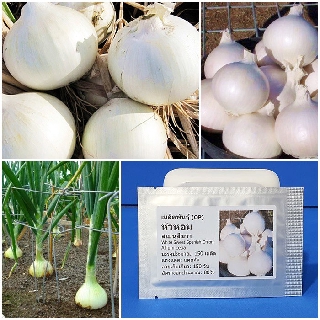เมล็ดพันธุ์ หัวหอมสเปนสีขาว (White Sweet Spanish Onion Seed) 150 เมล็ด คุณภาพดี ราคาถูก ของแท้ 100%